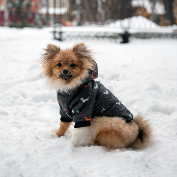Зимний комбинезон куртка для маленьких собак Terry черный M-4