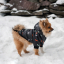 Зимний комбинезон куртка для маленьких собак Terry черный M-5