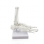 Модель скелета голеностопного сустава человека Bone-3